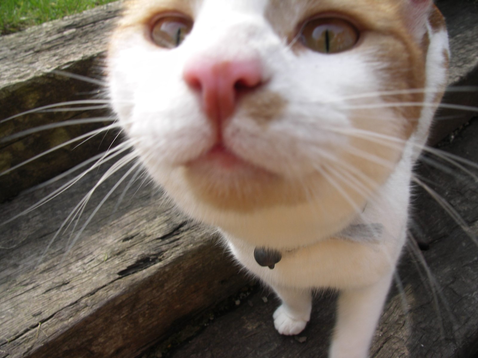 Encouraging Exploration and Play (image credits: wikimedia)