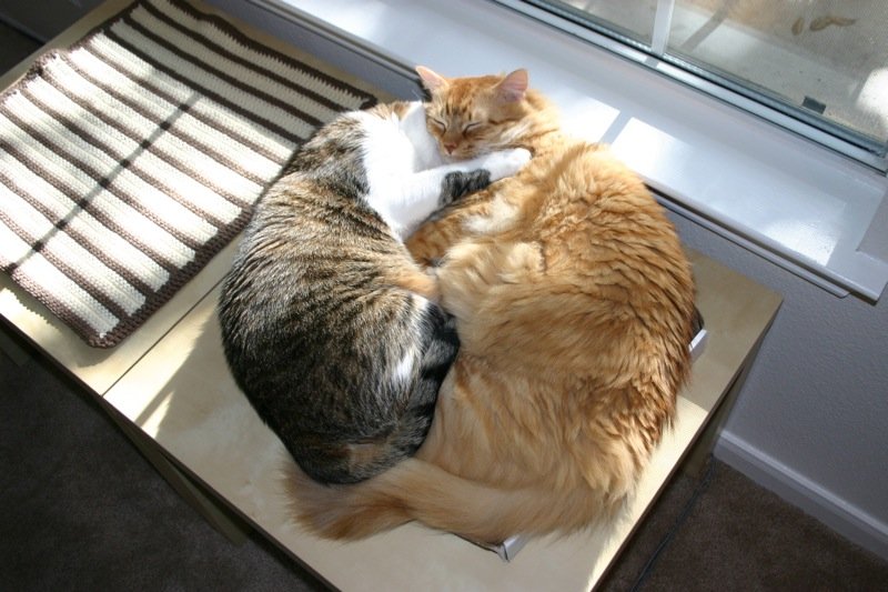 The Midnight Snuggle (image credits: wikimedia)