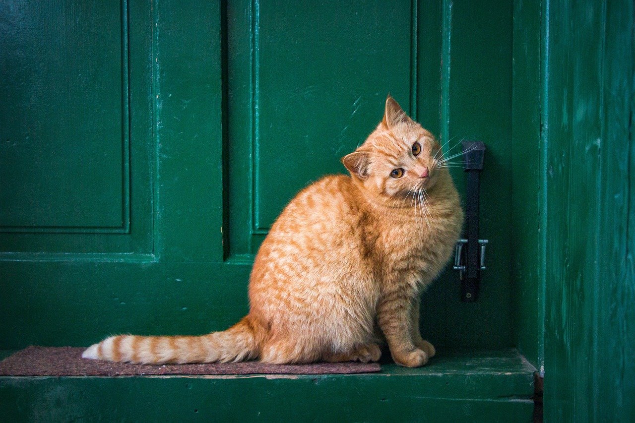 The Patient Waiting Outside the Bathroom (image credits: pixabay)