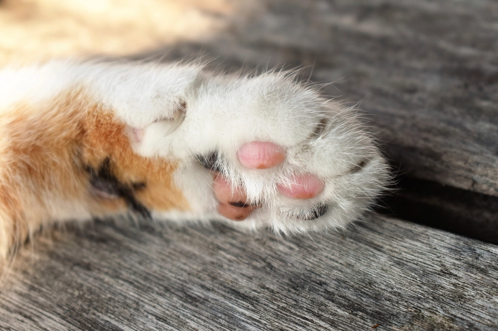 Touching You With a Paw Without Claws (image credits: rawpixel)