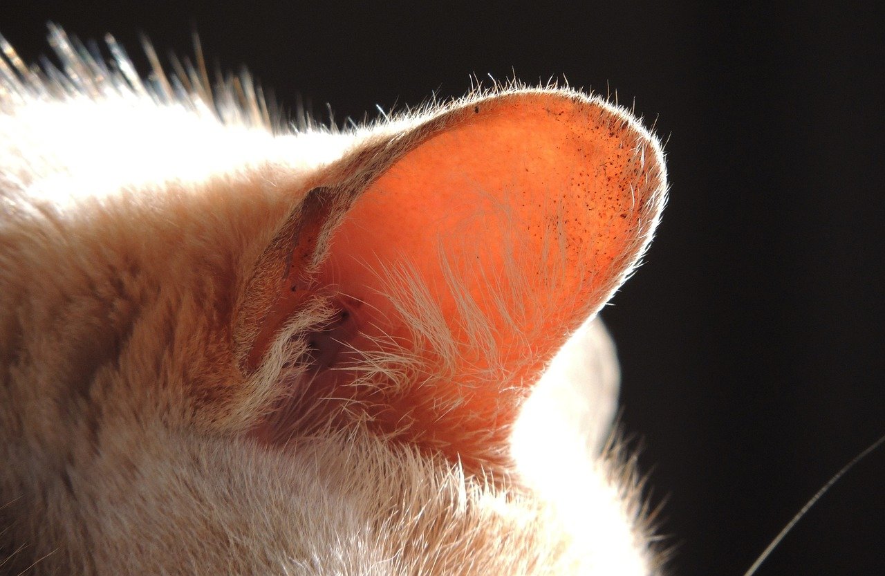 Sitting Silently With Ears Forward (image credits: pixabay)