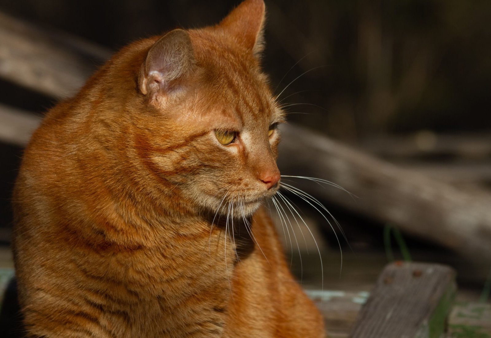Letting Out a Deep Sigh Near You (image credits: wikimedia)