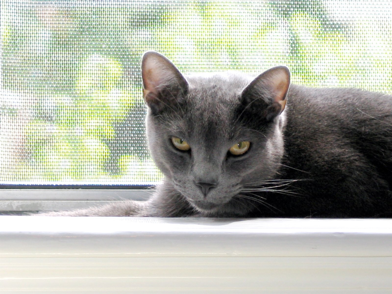 Russian Blue: The Reserved Loyalist (image credits: wikimedia)