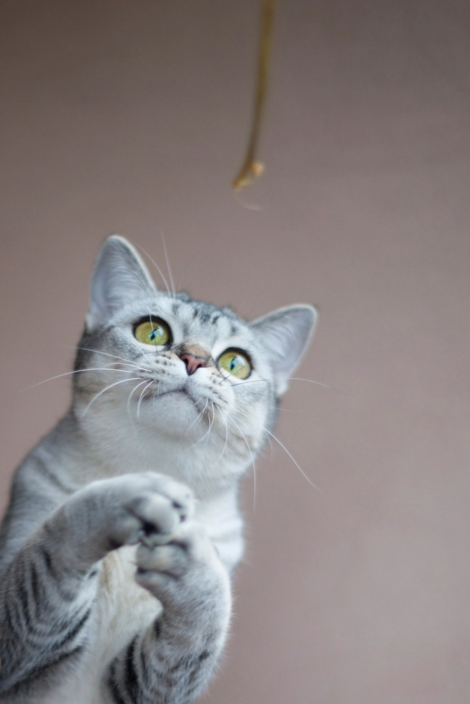 Playfulness and Gentle Interaction (image credits: rawpixel)
