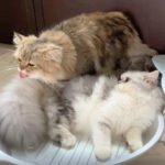 Grooming You or Letting You Groom Them