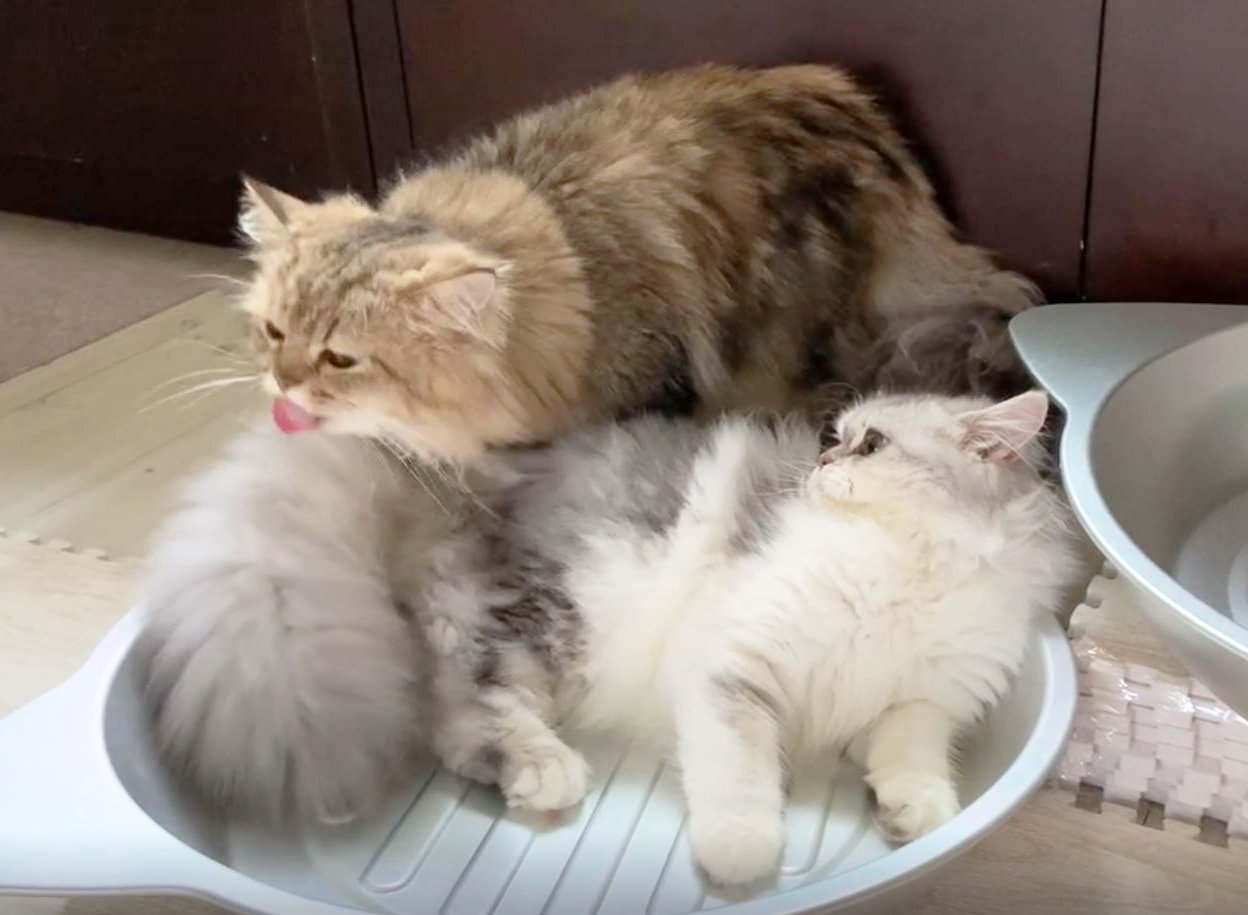 Grooming You or Letting You Groom Them