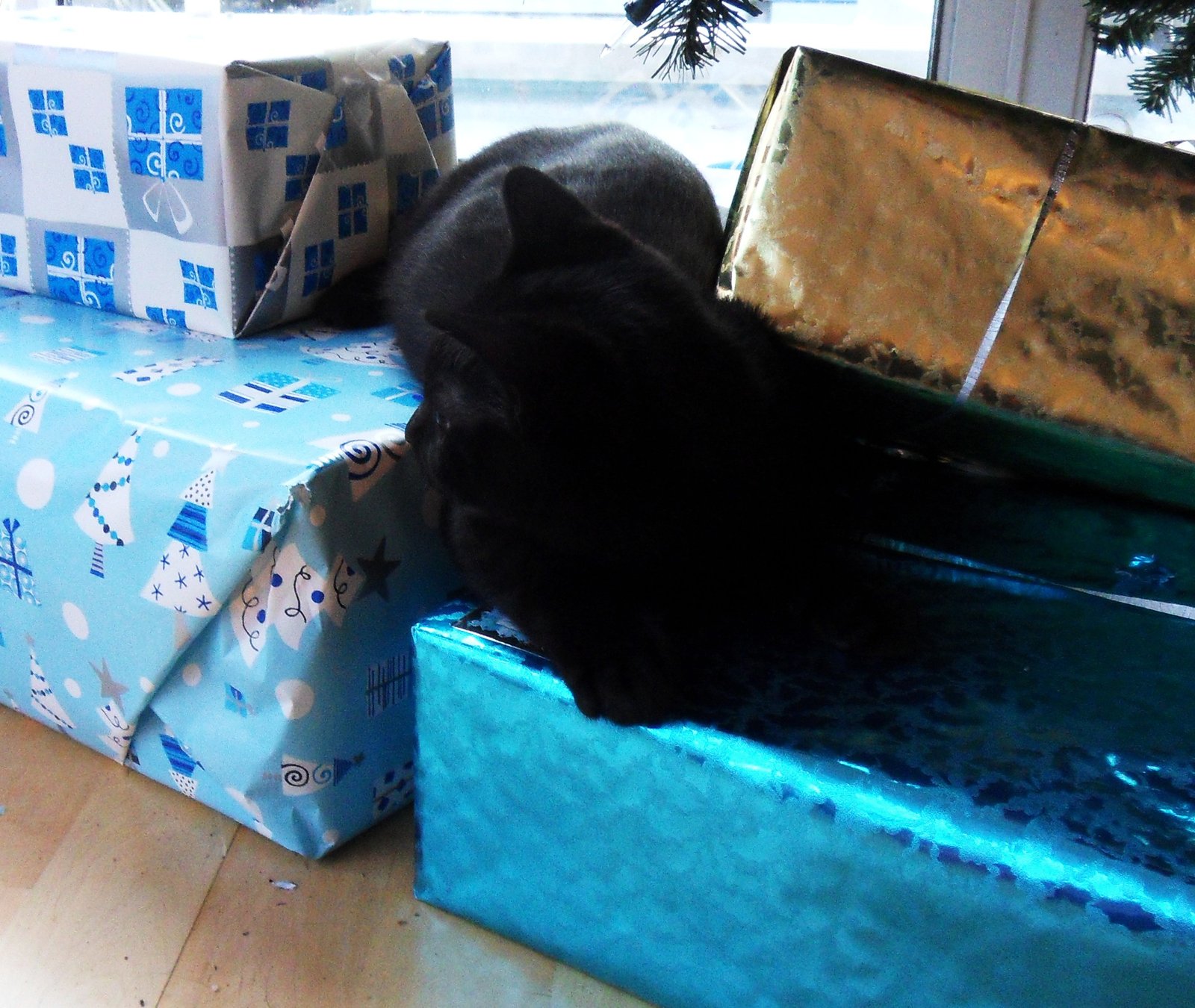 Bringing You “Gifts” (image credits: wikimedia)