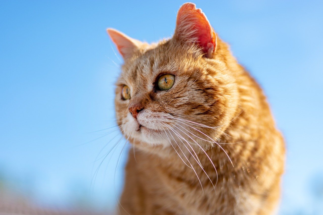 Adapting Routines Across Life Stages (image credits: pixabay)
