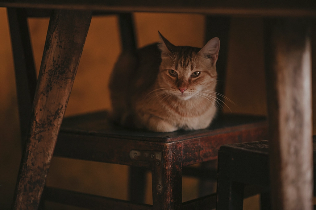 Territorial Instincts at Play (image credits: rawpixel)