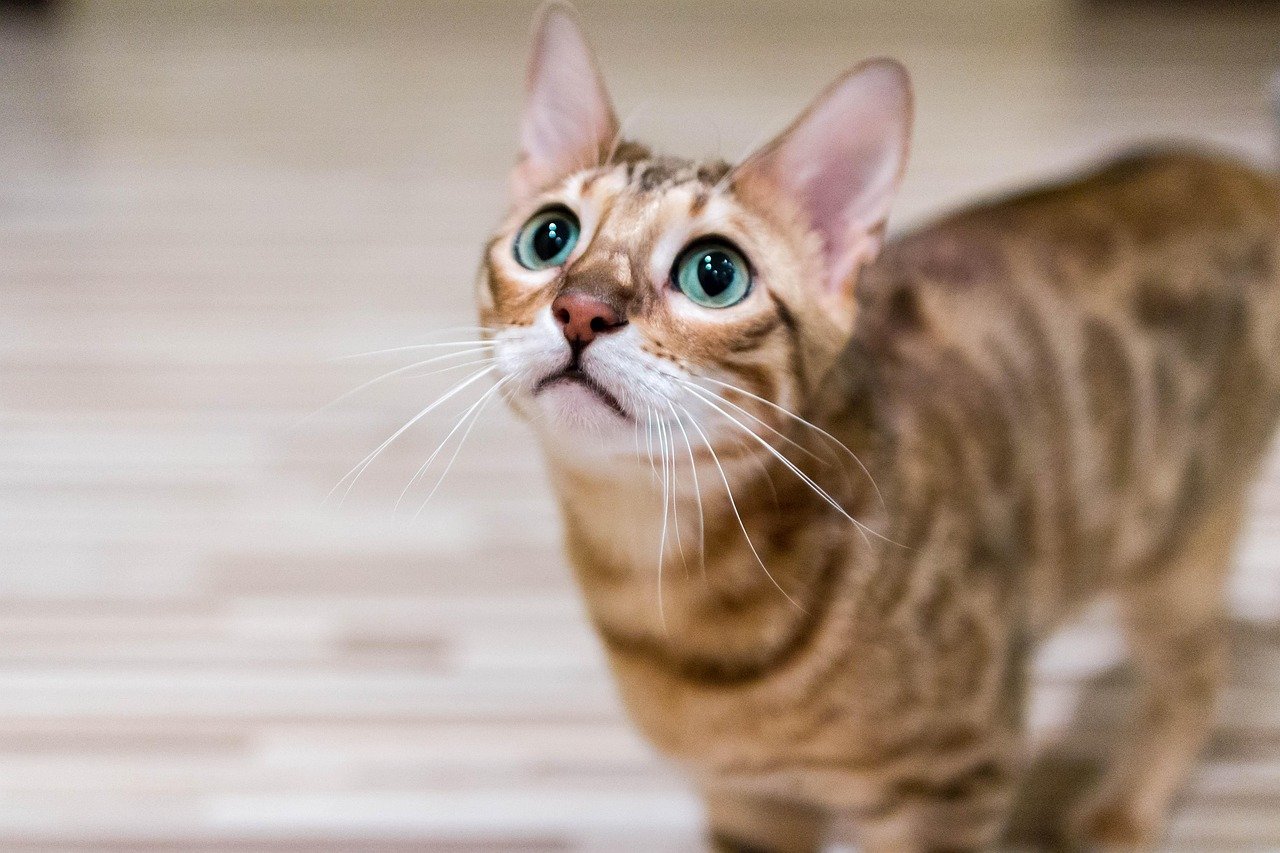 Do Cats Have Favorites? (image credits: pixabay)