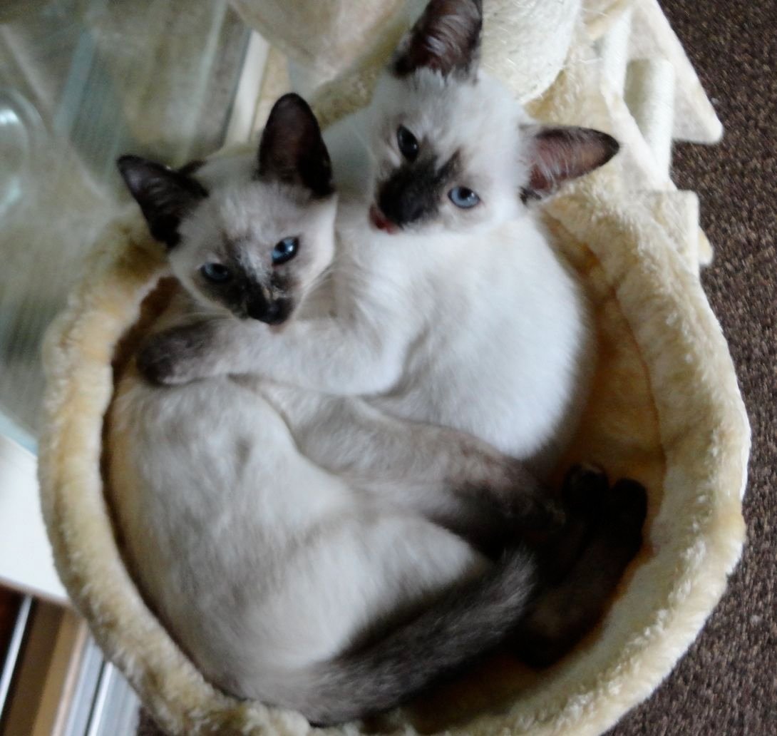 Siamese Cats: Vocal About Their Feelings (image credits: wikimedia)