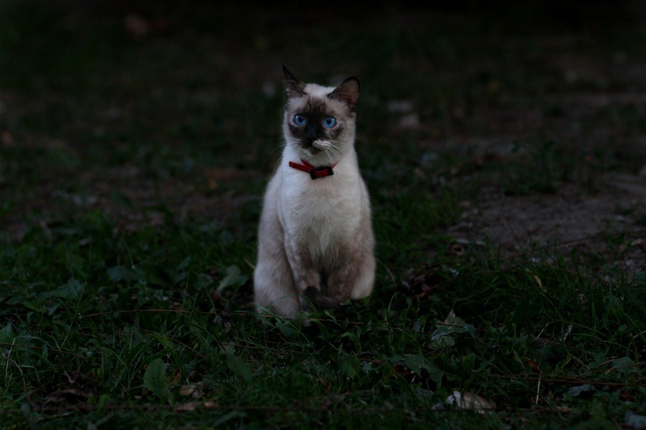 Burmese Cats: Seeking Comfort in Company (image credits: pixabay)