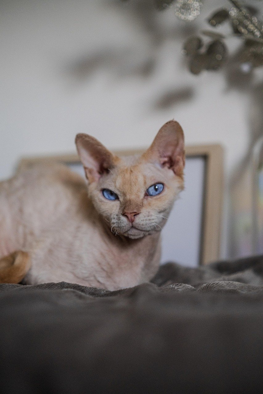 Devon Rex Cats: Sensitive Spirits With Playful Energy (image credits: pixabay)