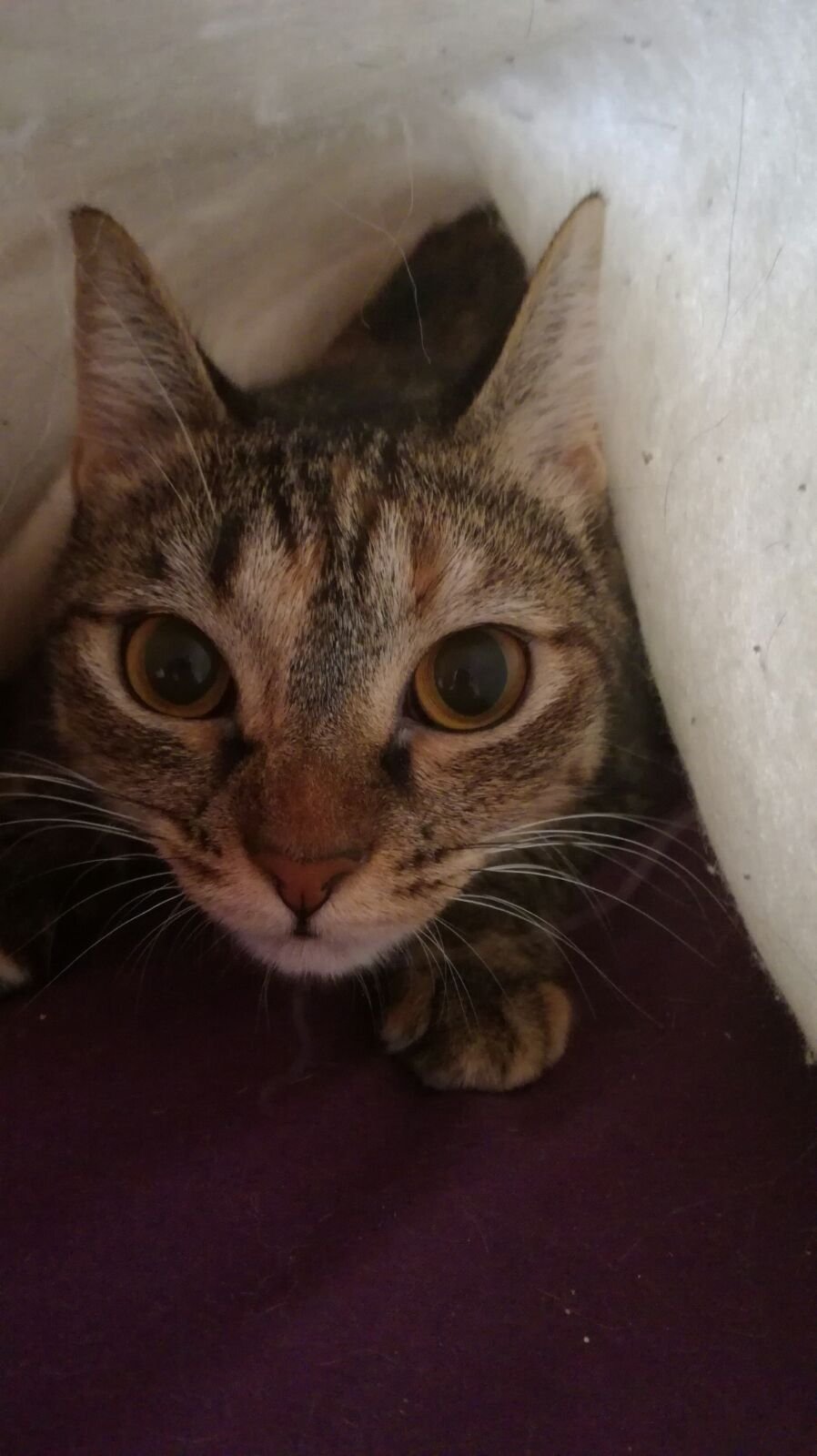 Discovering a Safe Hiding Spot (image credits: wikimedia)