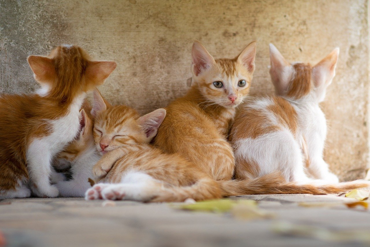 Introducing Gentle Social Interaction (image credits: pixabay)