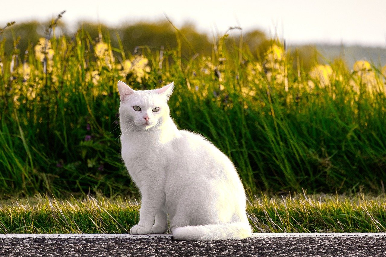 17. Quietly Choosing to Sit on Your Belongings (image credits: pixabay)
