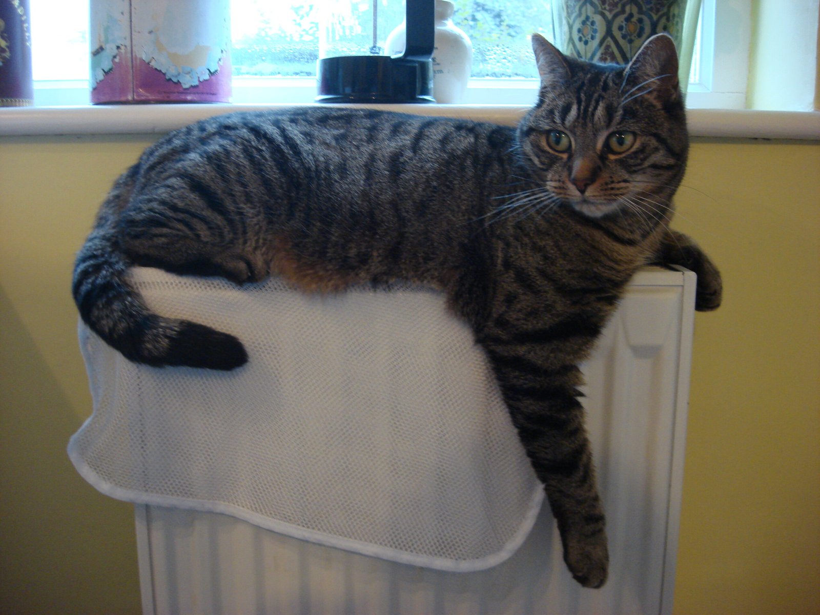 Your Cat Shows You Their Back or Sits With Their Back to You (image credits: wikimedia)