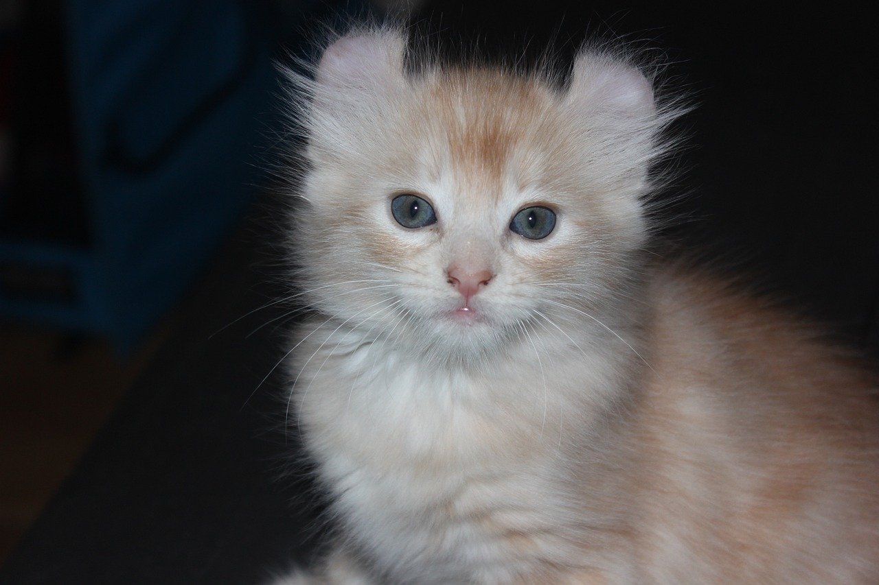 American Curl: The Gentle Encourager (image credits: pixabay)