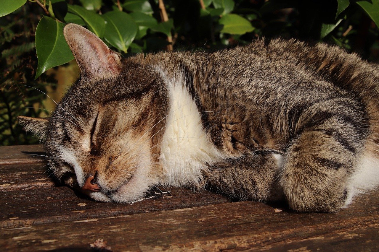 From Hiding to Lounging in the Sun (image credits: pixabay)