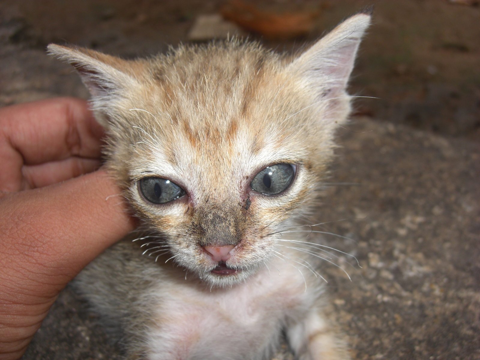 Seeking Out Human Companionship (image credits: wikimedia)