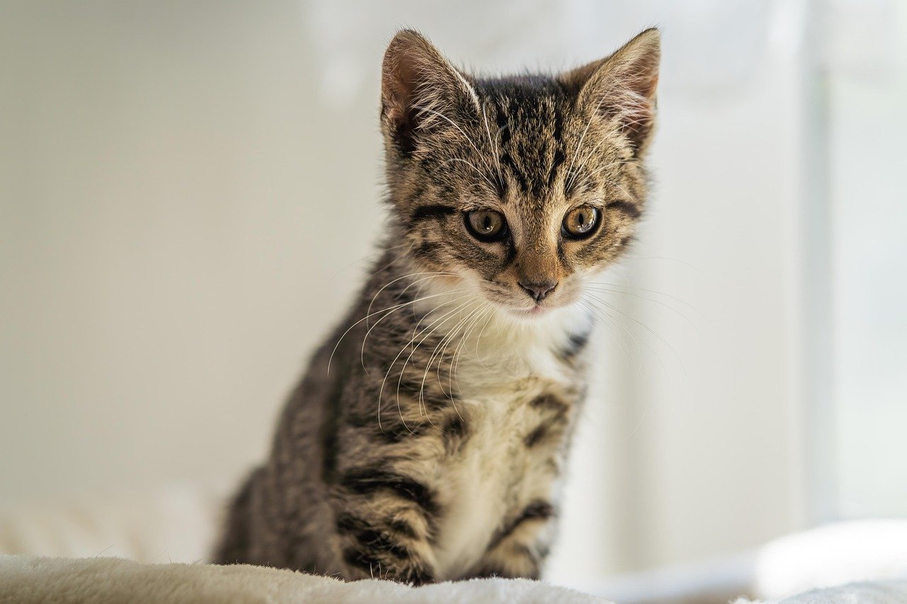 Playful Zoomies Across the Living Room (image credits: pixabay)
