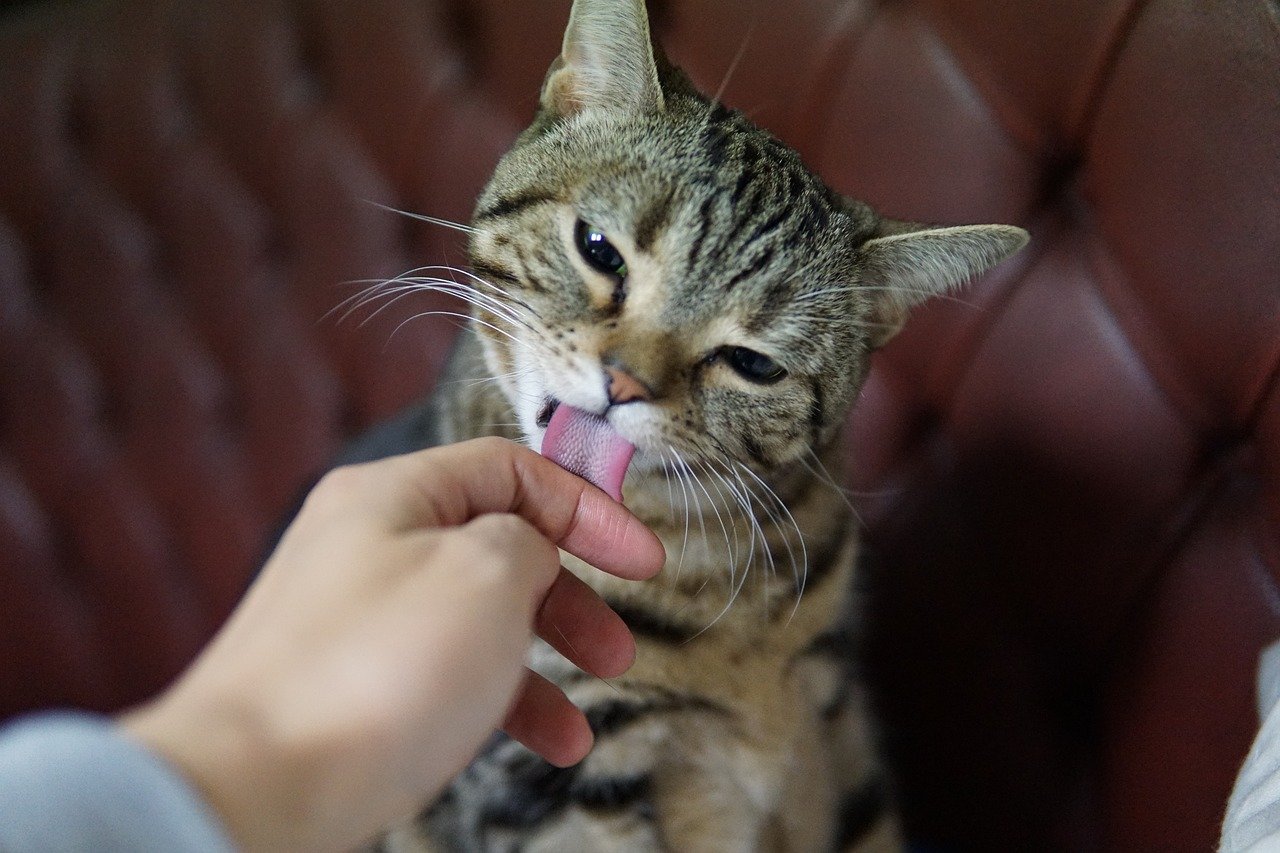 Grooming in Public Spaces (image credits: pixabay)