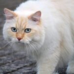 12 Ways to Say “I Love You” to a Cat Without Overwhelming Them