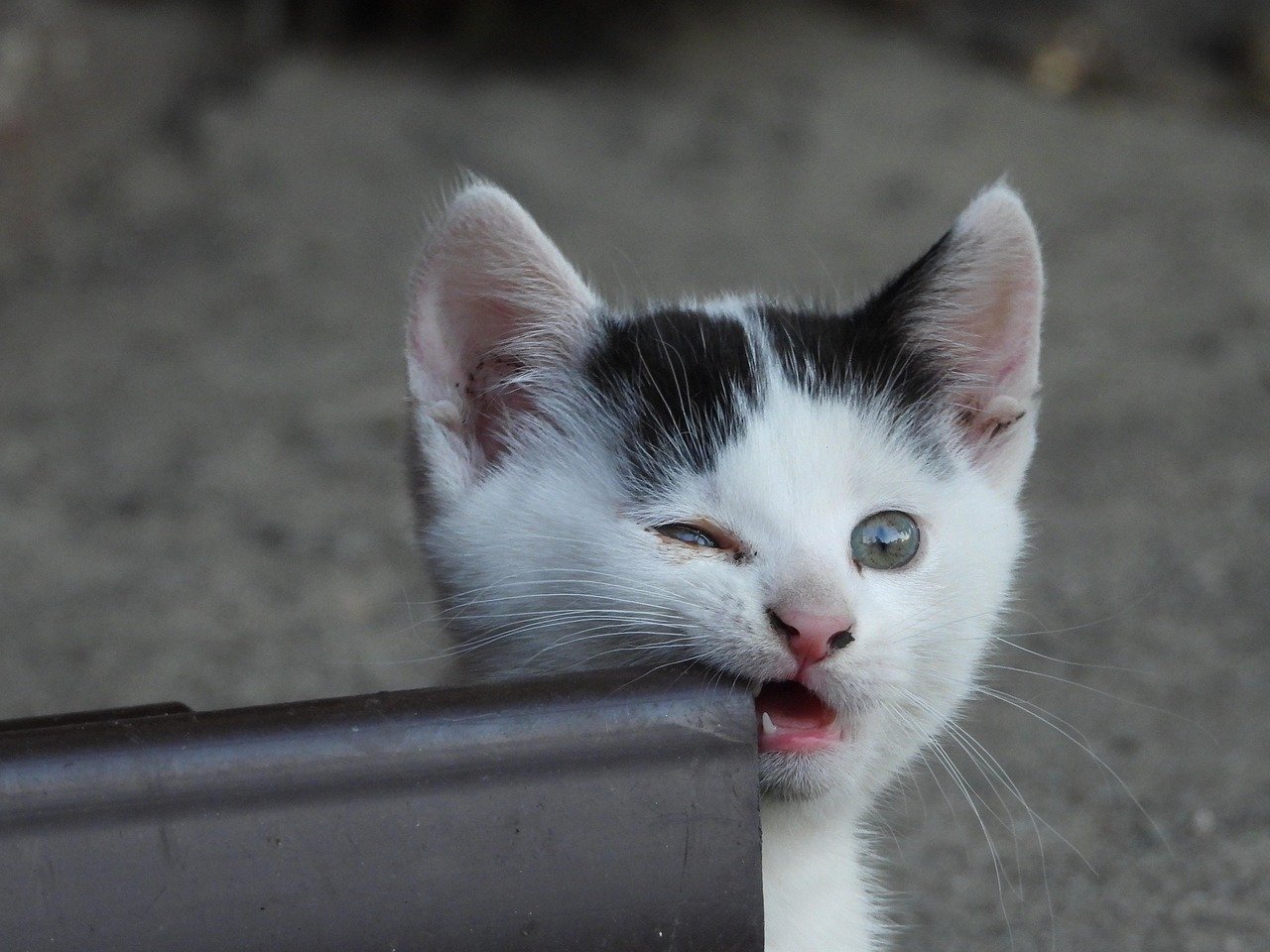 18. Unwillingness to Be Picked Up (image credits: pixabay)
