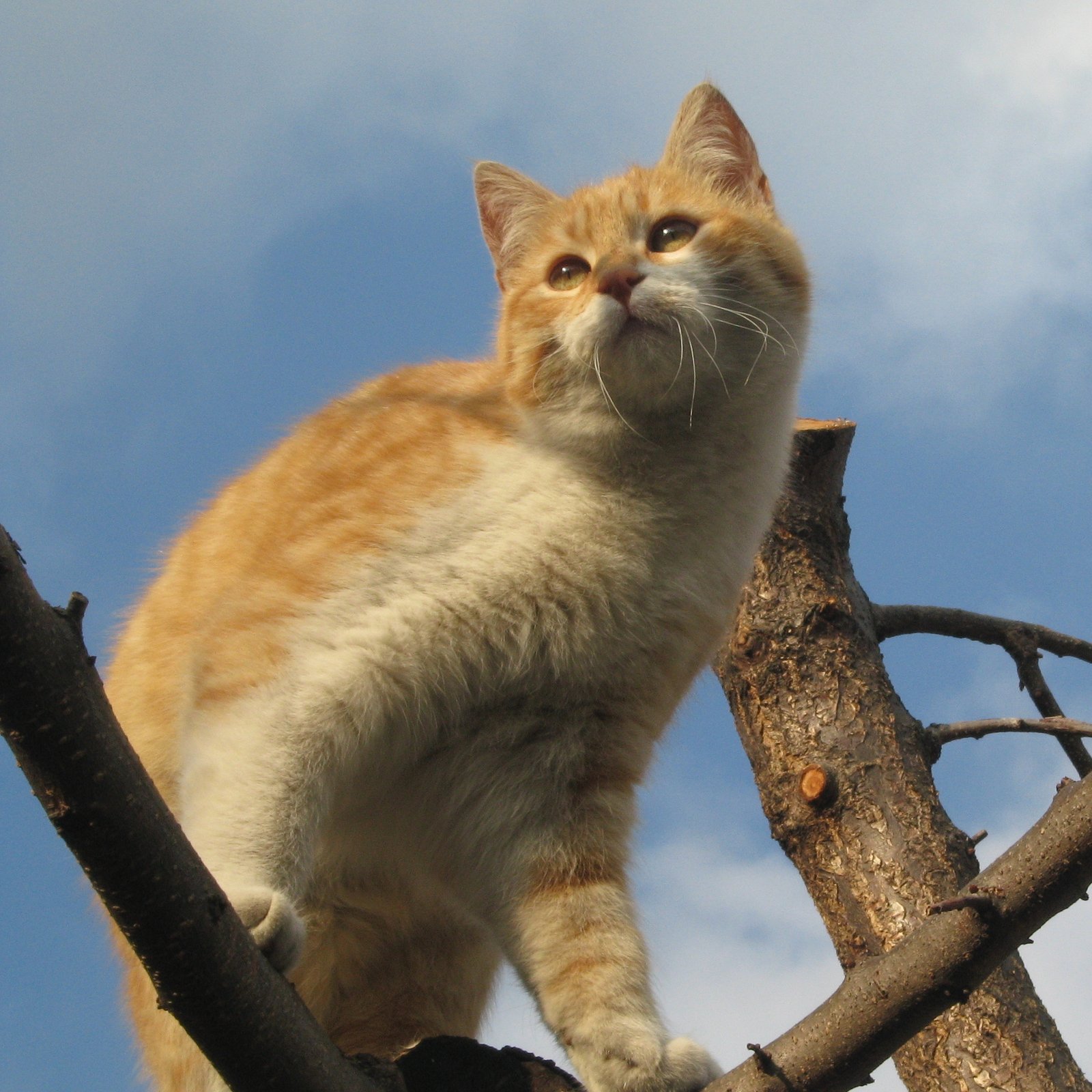 Offering High Perches and Hiding Spots (image credits: wikimedia)