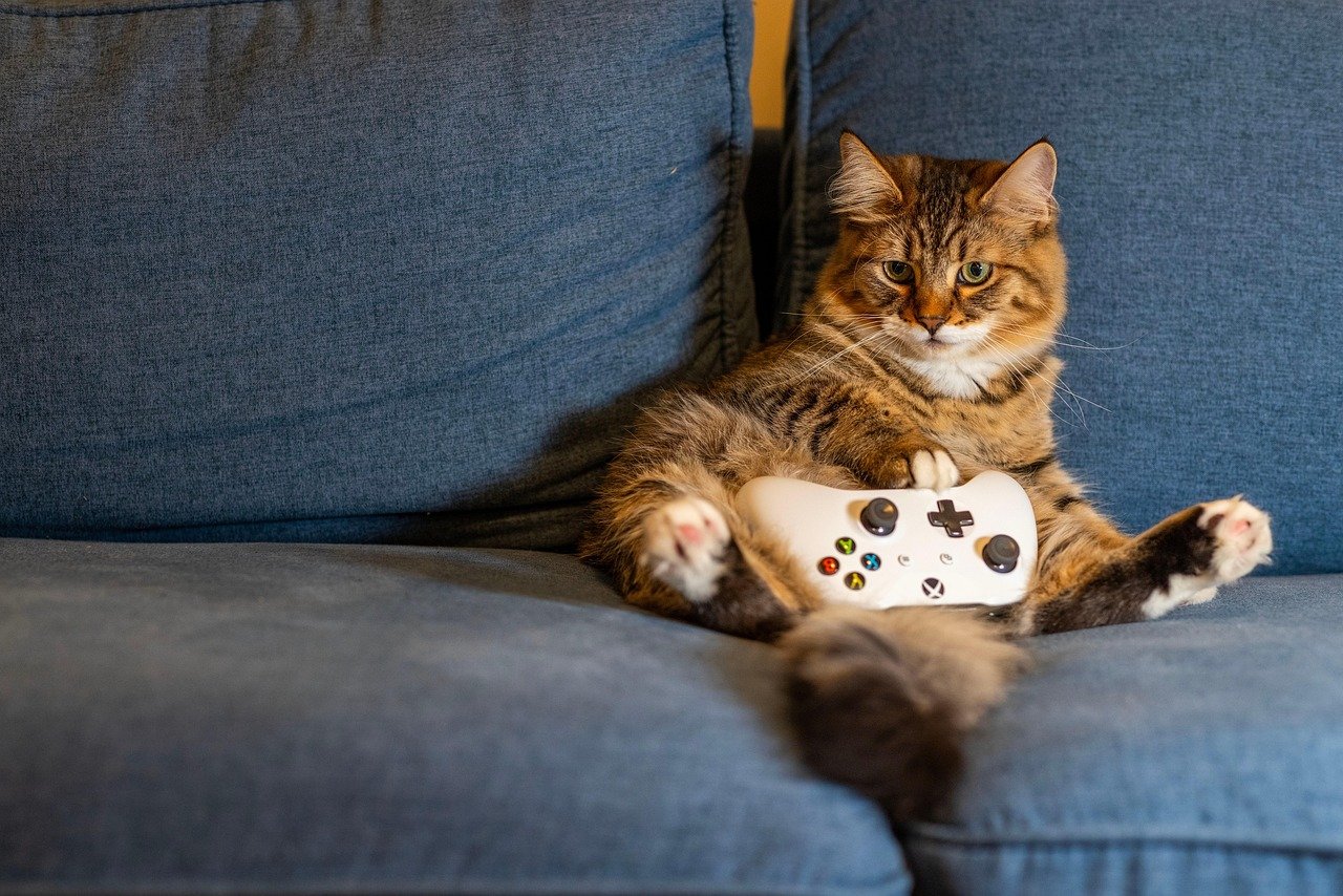 Giving Your Cat Choice and Control (image credits: pixabay)