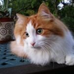 Emotionally Overwhelmed