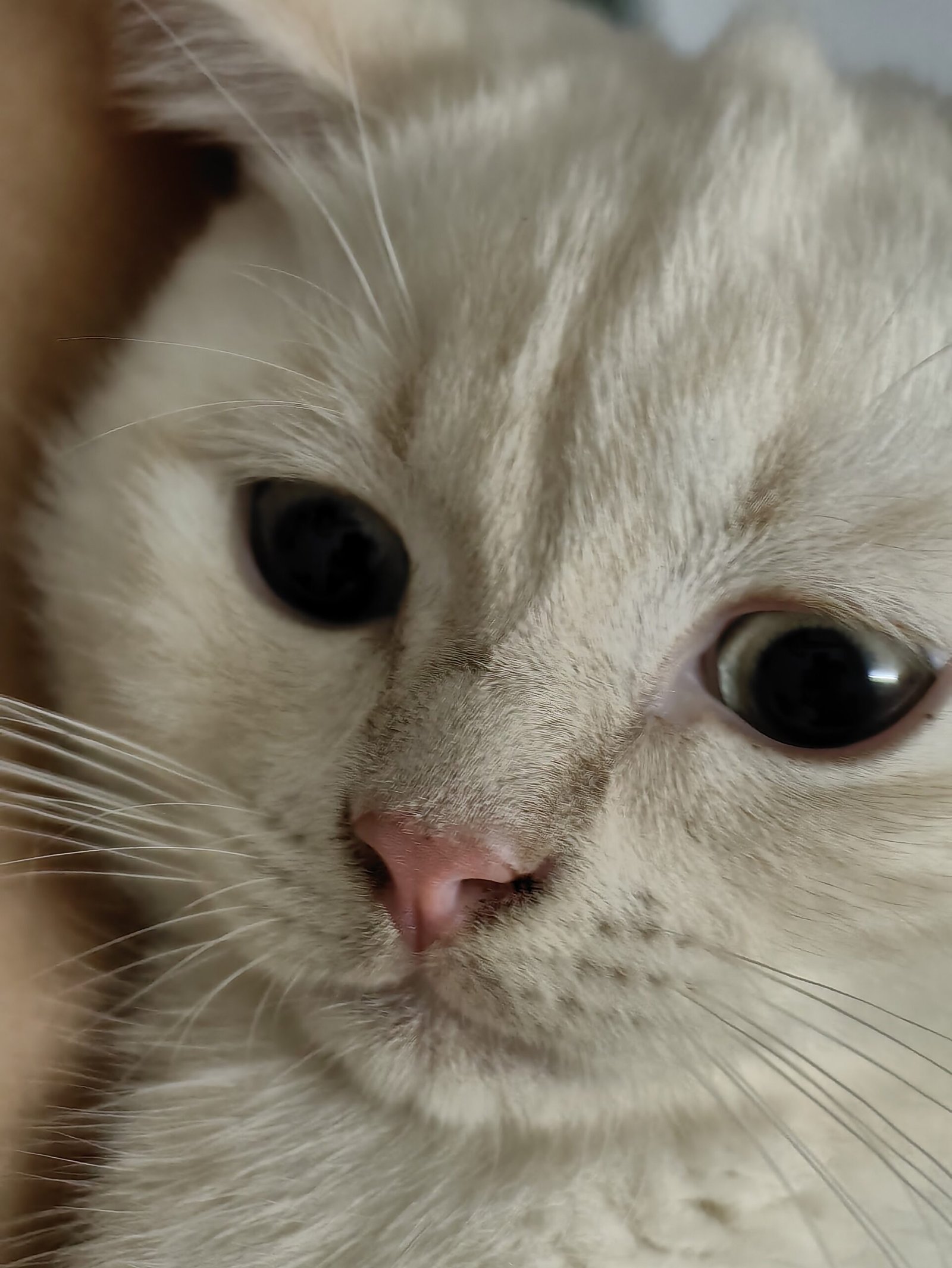Long-Term Emotional Scars: Can Cats Move On? (image credits: wikimedia)