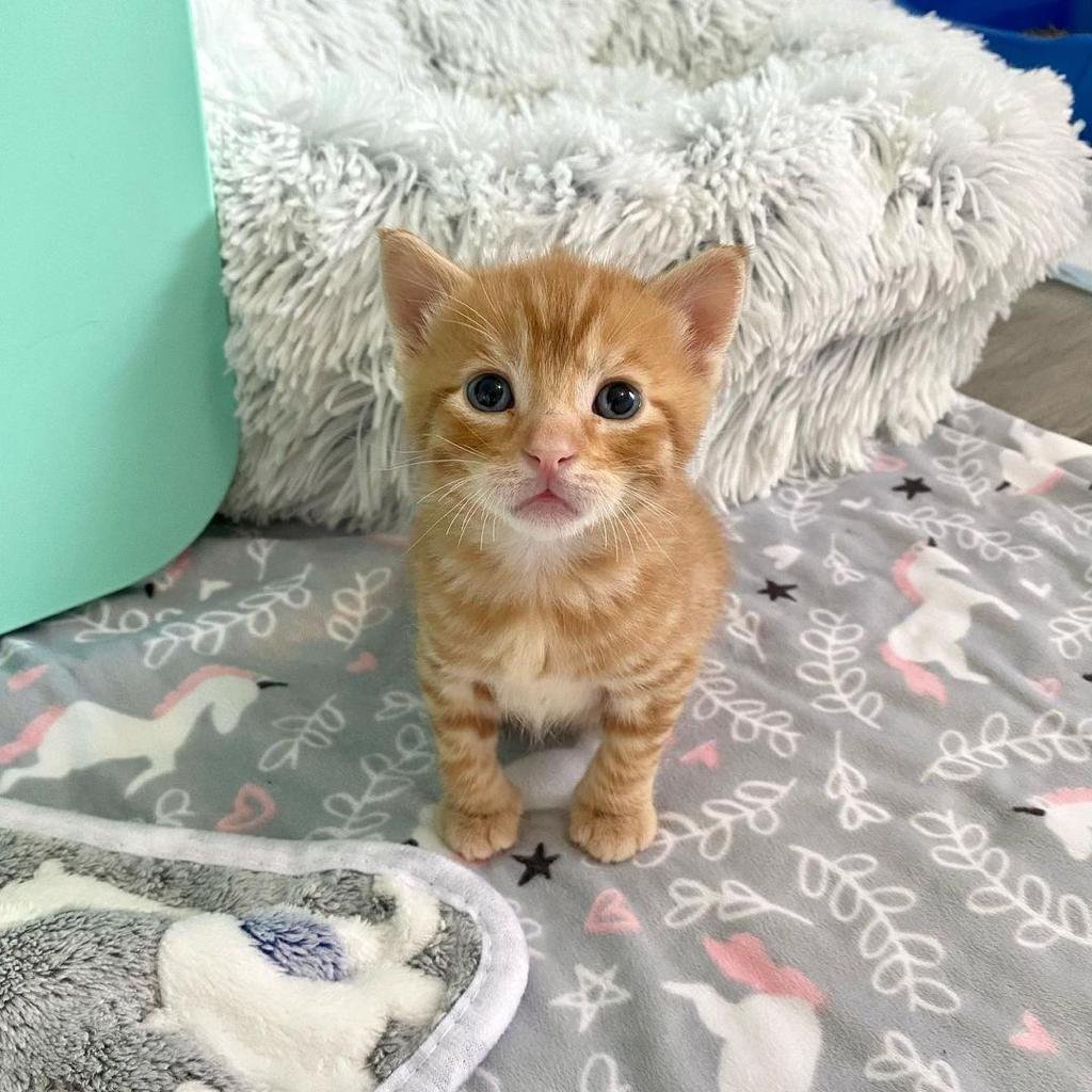 Soft Meows: The Vocal Bridge (image credits: wikimedia)