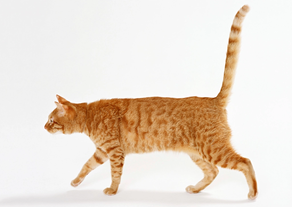 Tail Language: The Silent Storyteller (image credits: rawpixel)