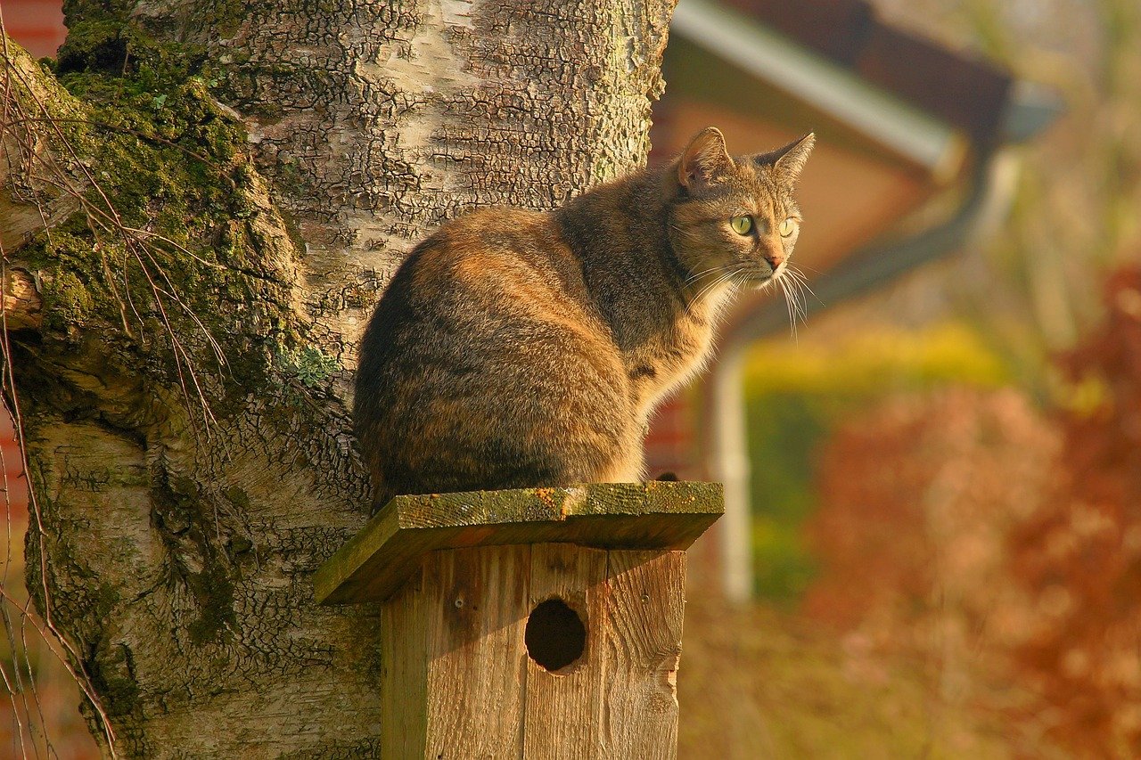 Watching You Closely: The Silent Interpreter (image credits: pixabay)