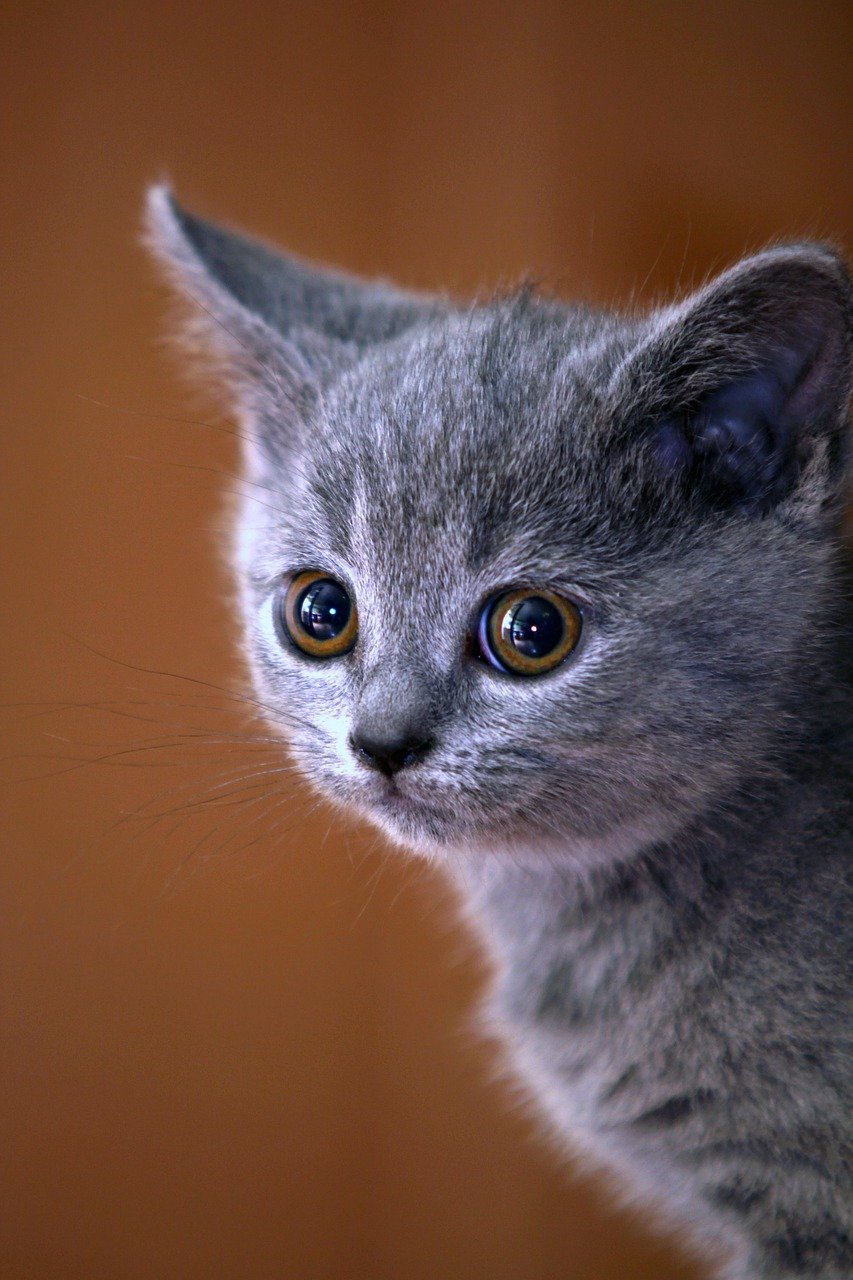 Making Direct Eye Contact (image credits: pixabay)