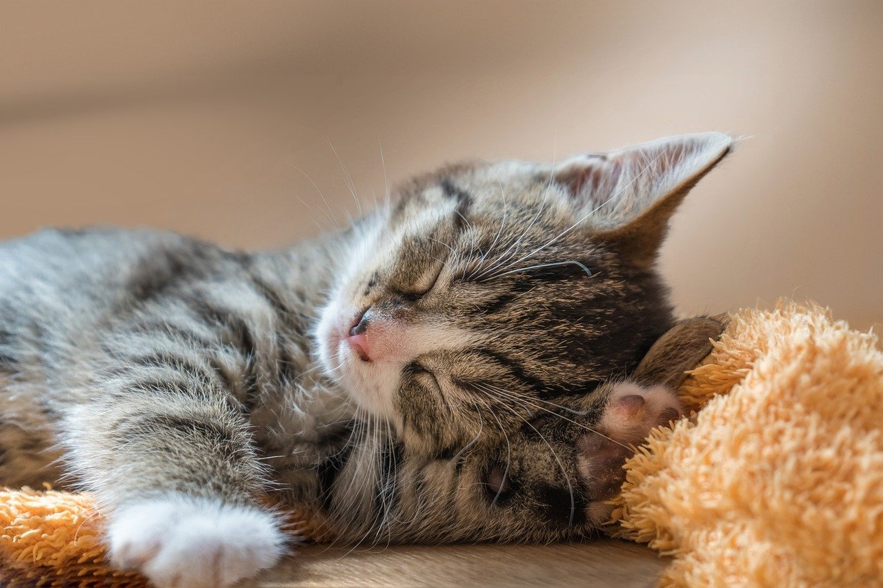 Perfect Companions for Small Spaces (image credits: pixabay)