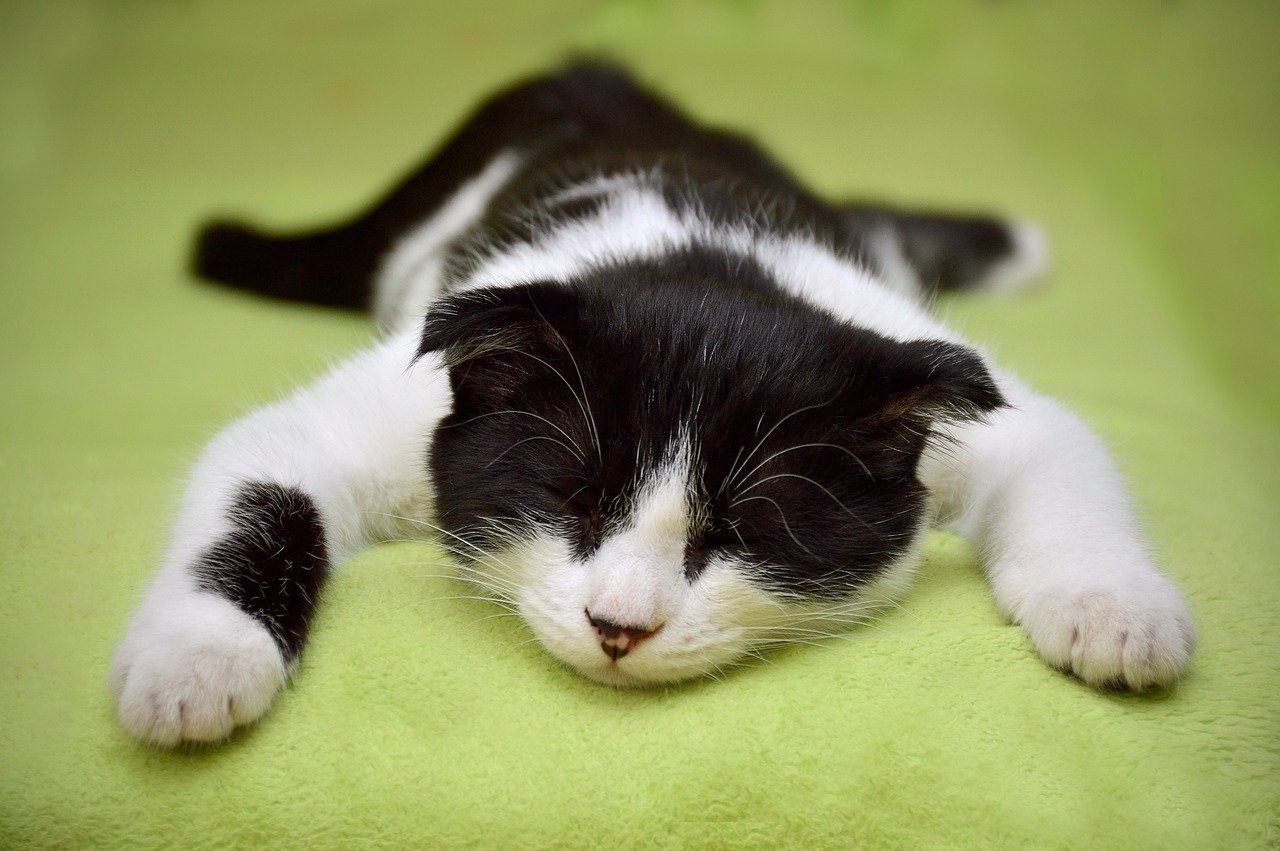 Sleeping on or Near You (image credits: pixabay)