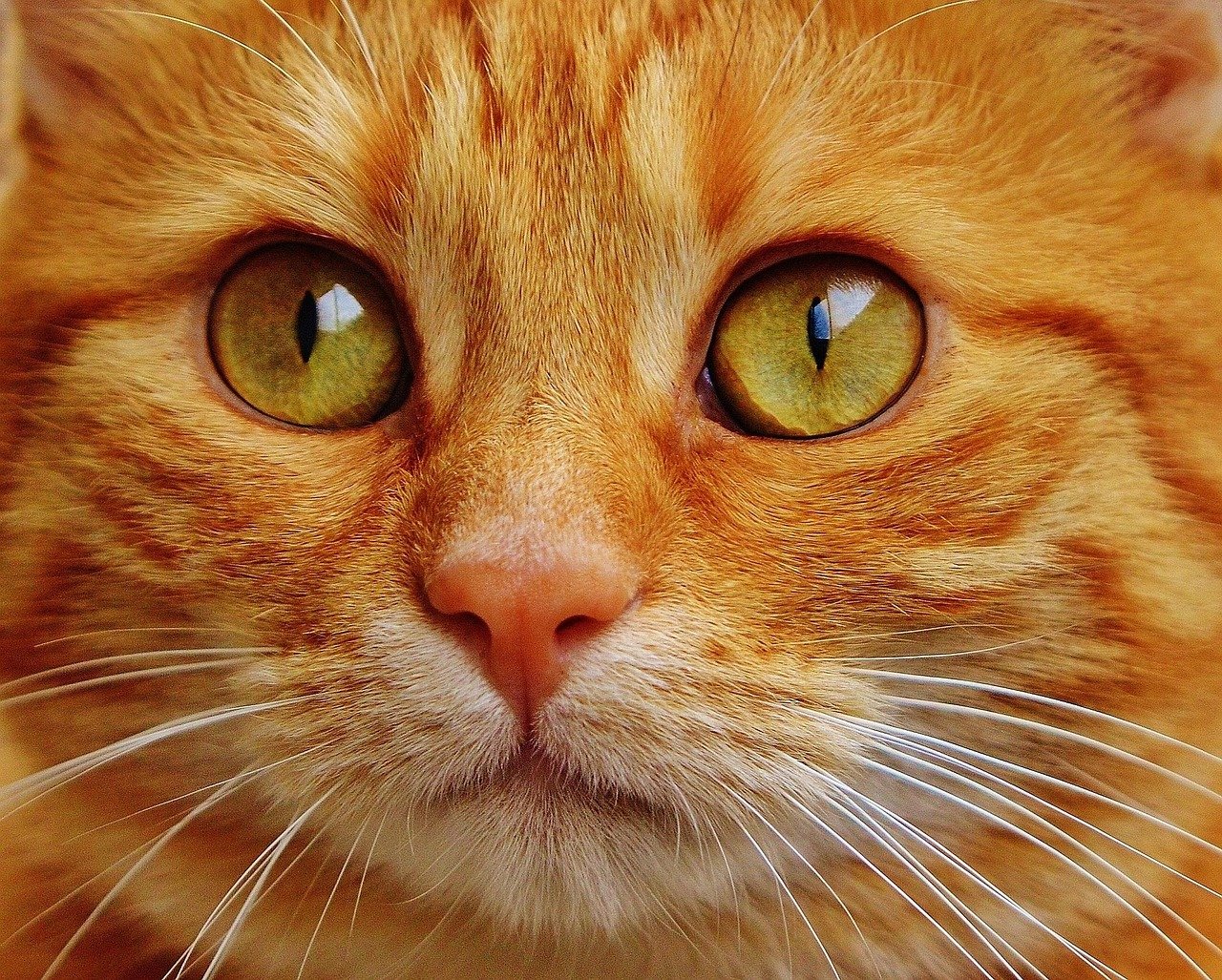 Direct Eye Contact: The Rare Gaze of Love (image credits: pixabay)