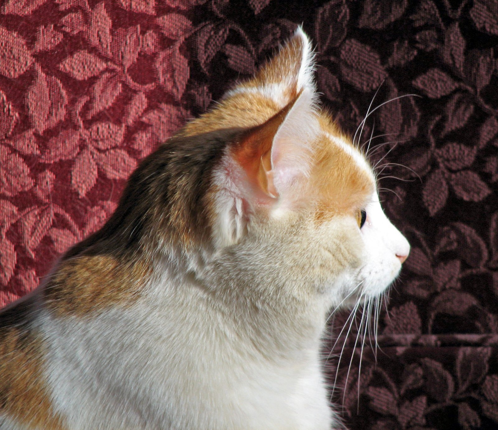 Chirping at the Window, Then Looking Back at You (image credits: wikimedia)