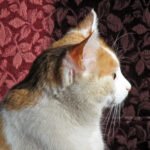 10 Feline Behaviors That Mean “You’re My Constant”