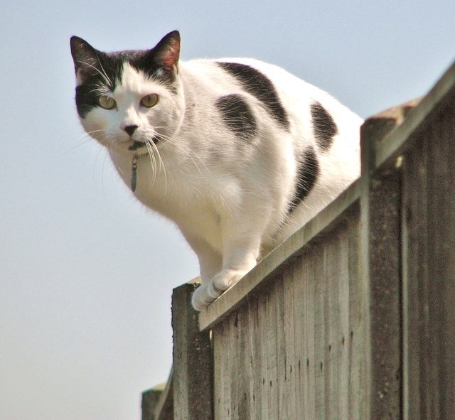 Offering Vertical Spaces and Perches (image credits: wikimedia)