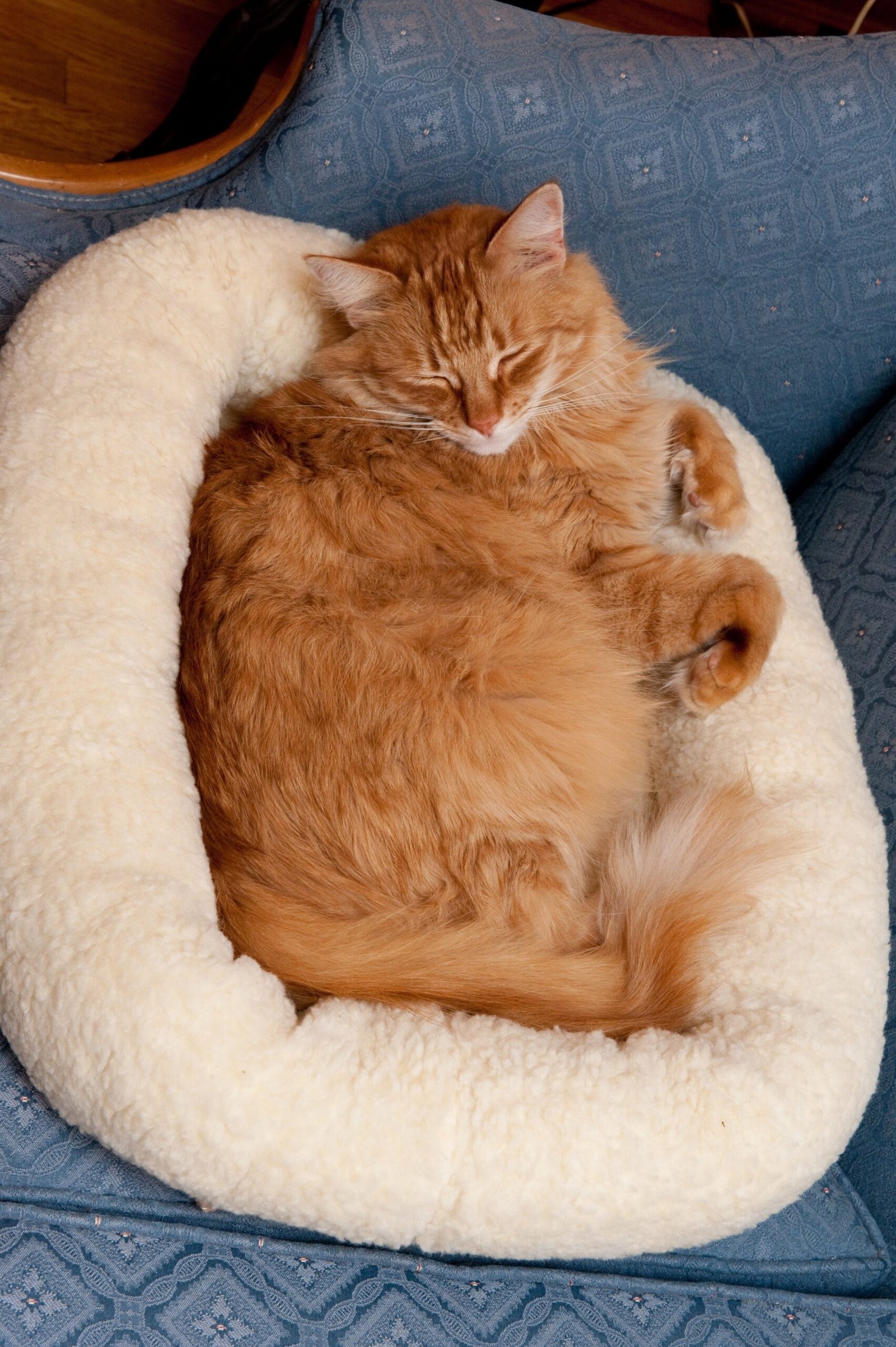 Encouraging Positive Human-Cat Interactions (image credits: wikimedia)