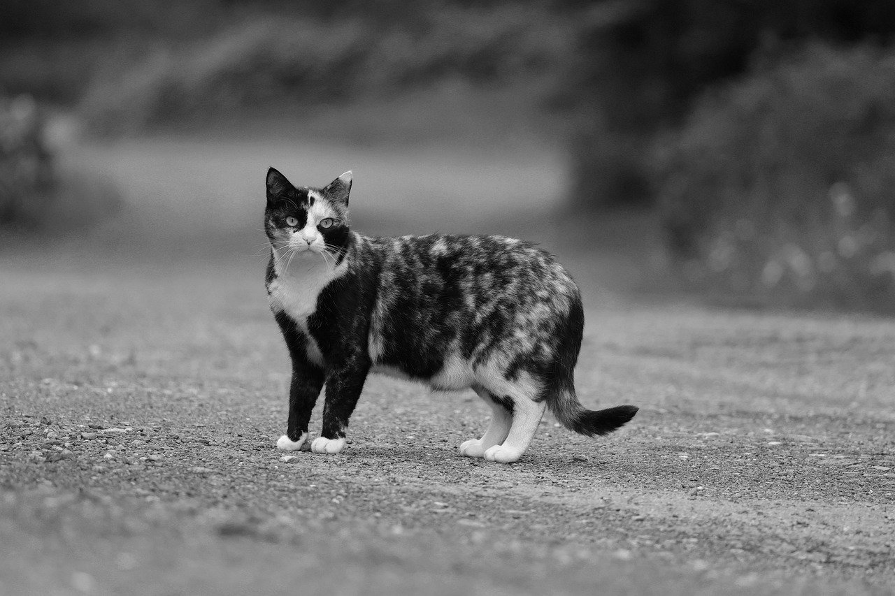 Body Language: Cats Are Masters at Reading You (image credits: pixabay)