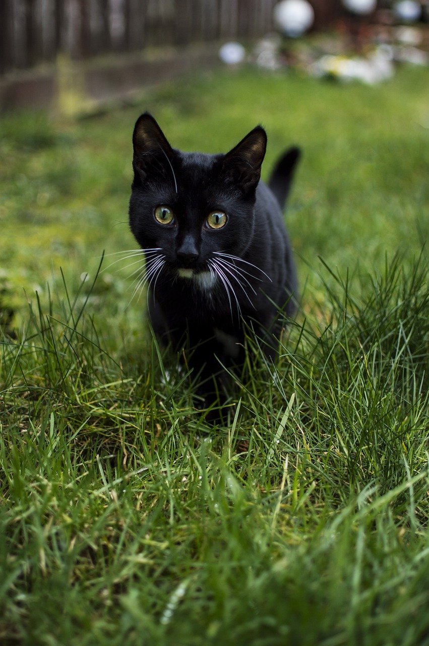 The Science Behind Cat Purring and Human Emotions (image credits: pixabay)
