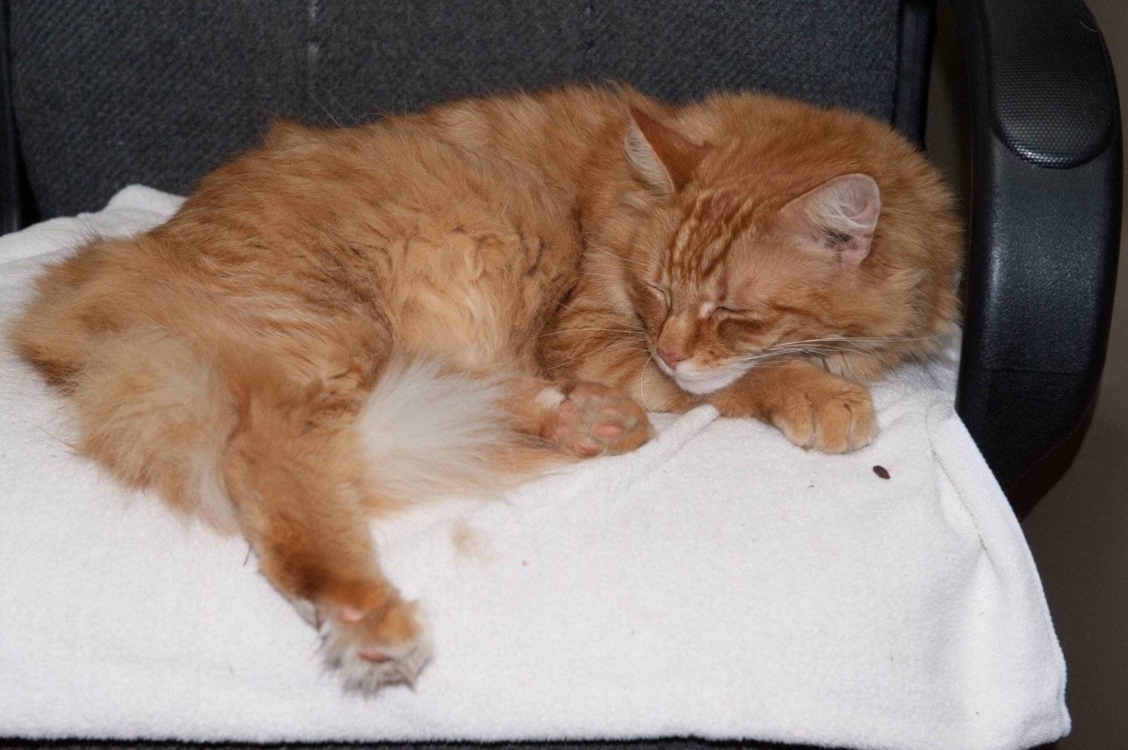Environmental Factors That Influence Cat Sensitivity (image credits: wikimedia)