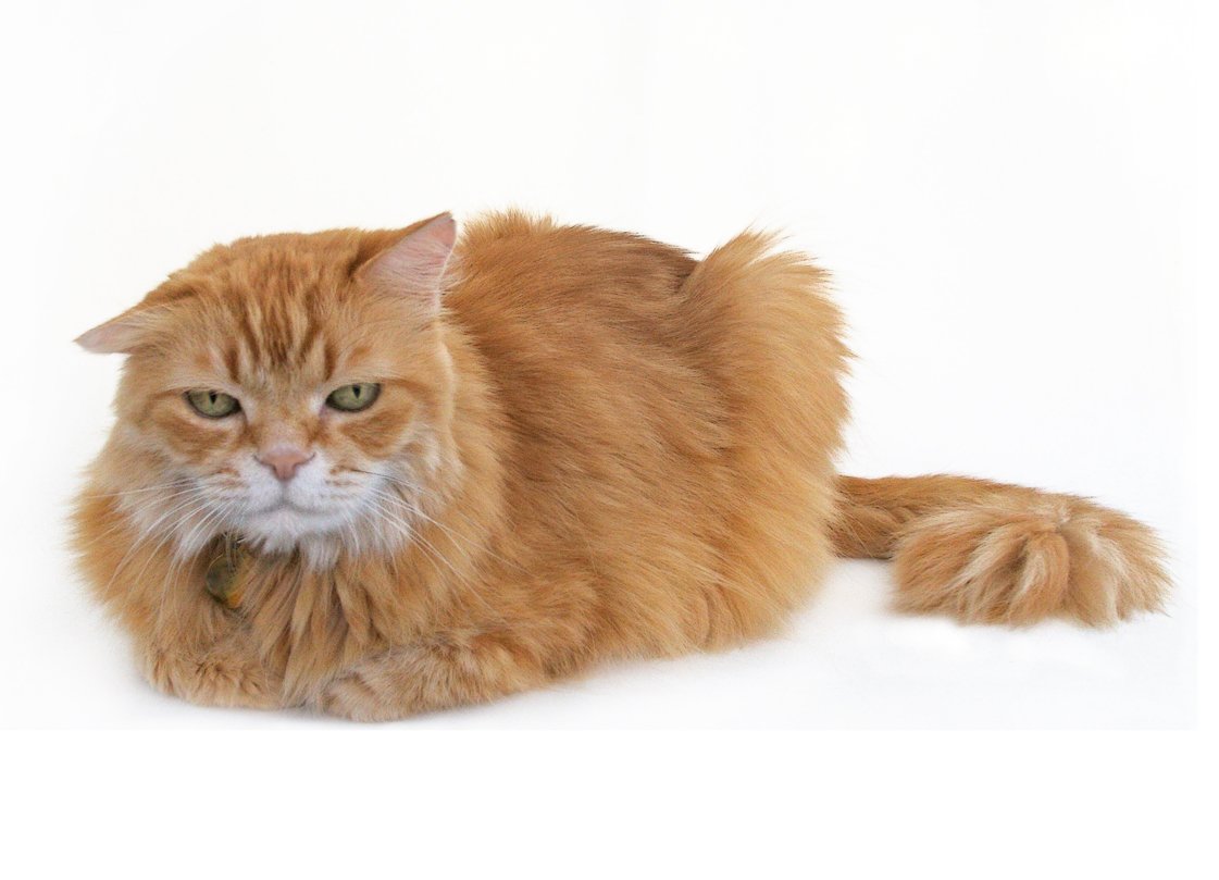 Long Lifespan: Years of Consistent Support (image credits: wikimedia)
