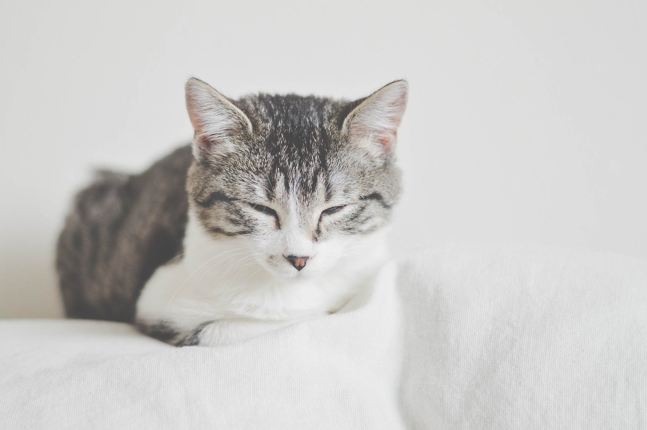They’re Low-Maintenance Roommates (image credits: pixabay)