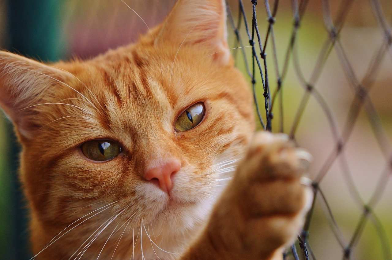 They Remind Us to Play and Be Curious (image credits: pixabay)