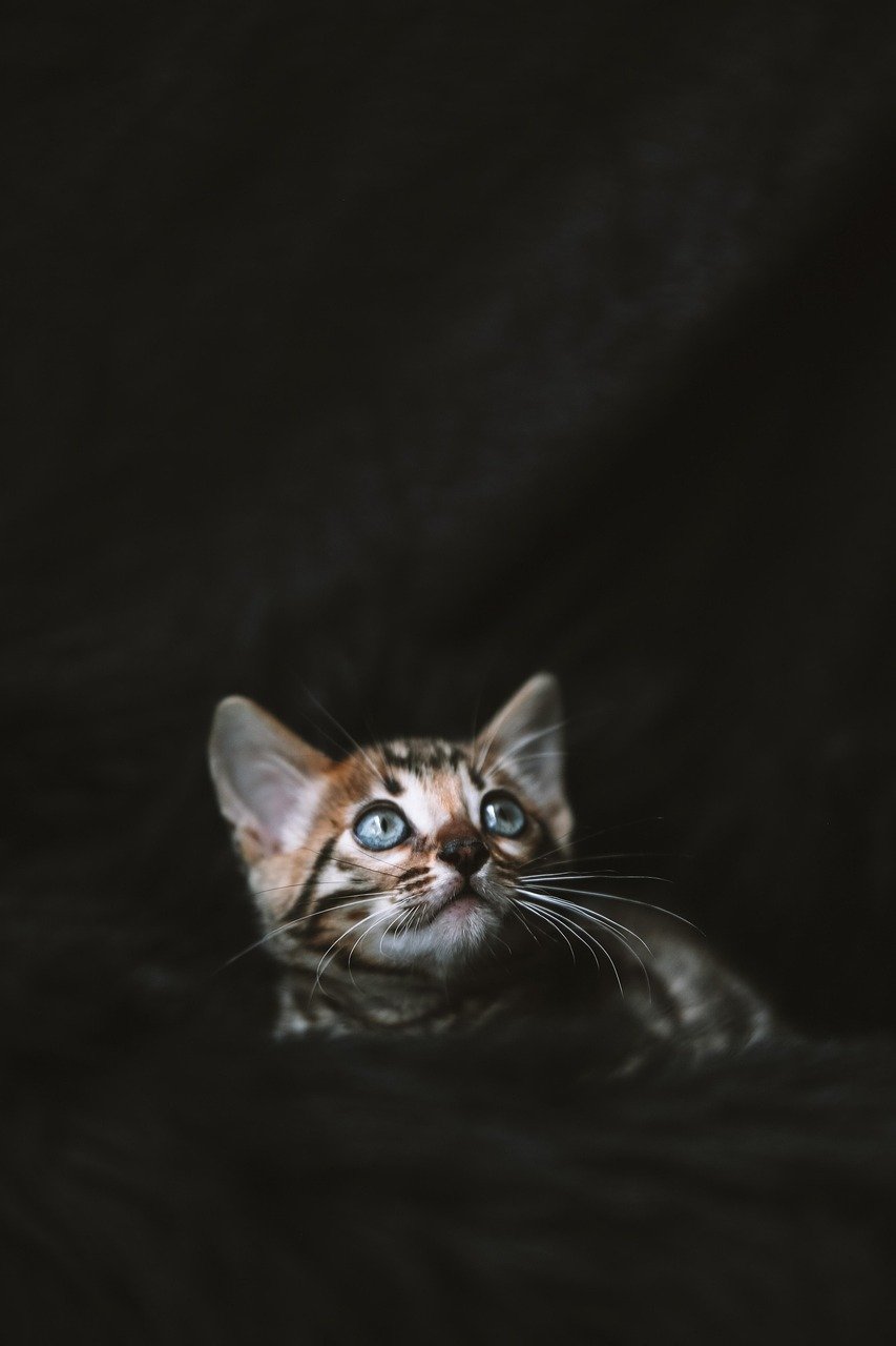 Bengal: The Wild at Heart (image credits: pixabay)